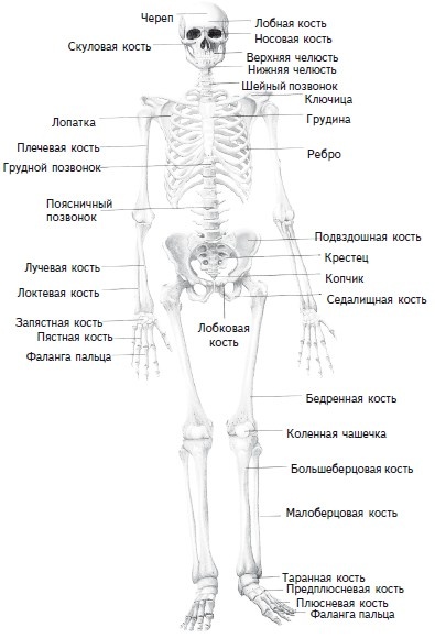 Иллюстрация к книге — Как избавиться от боли в спине [i_001.jpg]