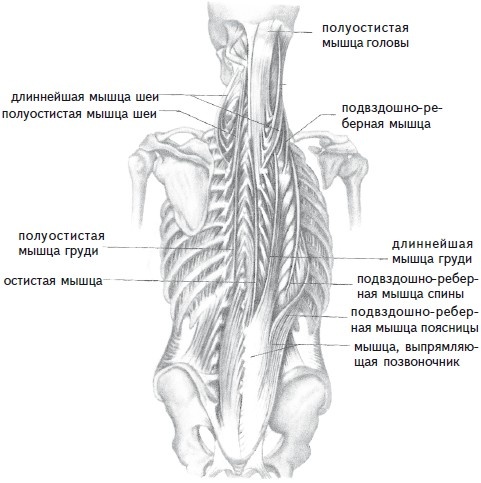 Иллюстрация к книге — Как избавиться от боли в спине [i_010.jpg]