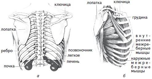 Иллюстрация к книге — Как избавиться от боли в спине [i_014.jpg]