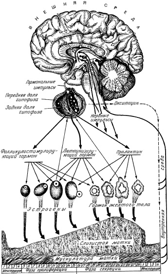 Иллюстрация к книге — Гимнастика для женщин [i_002.jpg]