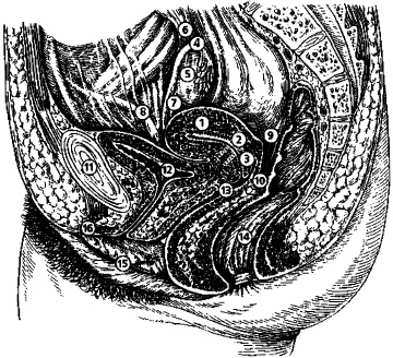 Иллюстрация к книге — Гимнастика для женщин [i_008.jpg]