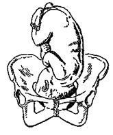 Иллюстрация к книге — Гимнастика для женщин [i_029.jpg]