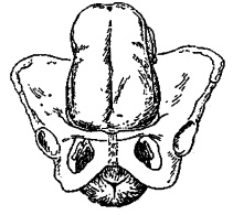 Иллюстрация к книге — Гимнастика для женщин [i_031.jpg]