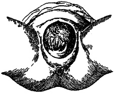 Иллюстрация к книге — Гимнастика для женщин [i_032.jpg]