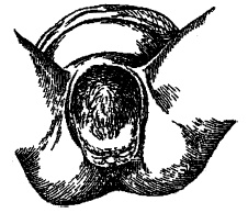 Иллюстрация к книге — Гимнастика для женщин [i_033.jpg]