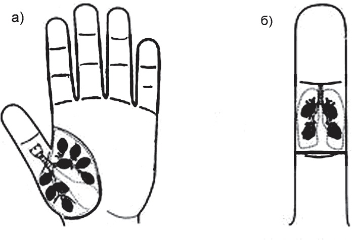Иллюстрация к книге — Суджок - исцеляющий самомассаж. Основные приемы [autogen_ebook_id29.jpg]