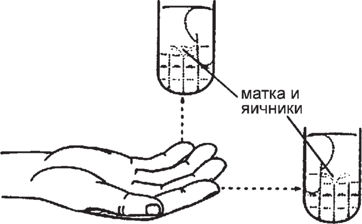 Иллюстрация к книге — Суджок - исцеляющий самомассаж. Основные приемы [autogen_ebook_id53.jpg]