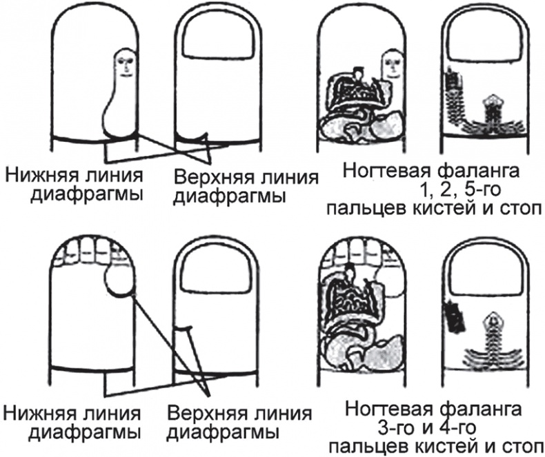 Иллюстрация к книге — Суджок - исцеляющий самомассаж. Основные приемы [autogen_ebook_id9.jpg]