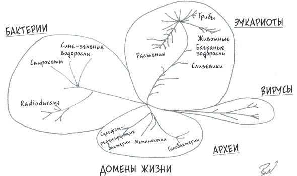 Иллюстрация к книге — Неотрицаемое. Наш мир и теория эволюции [i_002.jpg]