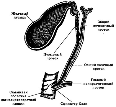 Иллюстрация к книге — Болезни печени [i_002.jpg]