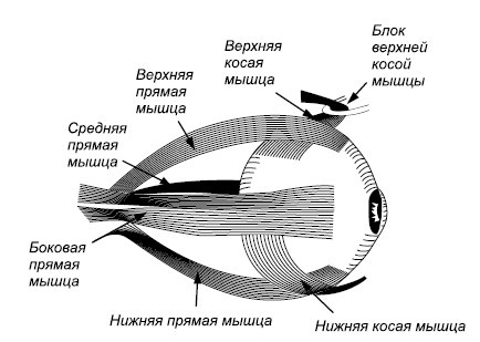 Иллюстрация к книге — Лучшие методы восстановления зрения [autogen_ebook_id1.jpg]