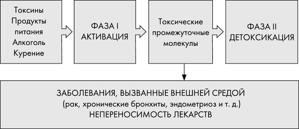 Иллюстрация к книге — Стоп старение. Как вернуть молодость, здоровье и жизненные силы [i_028.jpg]