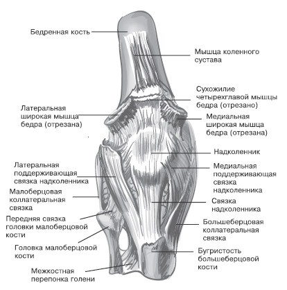 Иллюстрация к книге — Боль в коленях. Найти и устранить причину [i_003.jpg]