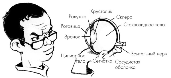 Иллюстрация к книге — Как учиться и не испортить зрение [i_002.jpg]