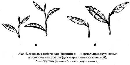 Иллюстрация к книге — Энциклопедия целебного чая [i_004.jpg]
