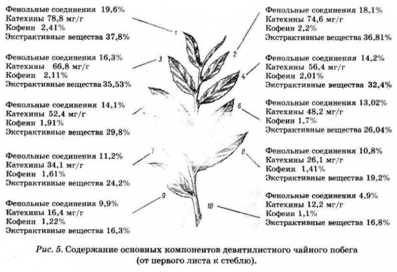 Иллюстрация к книге — Энциклопедия целебного чая [i_006.jpg]
