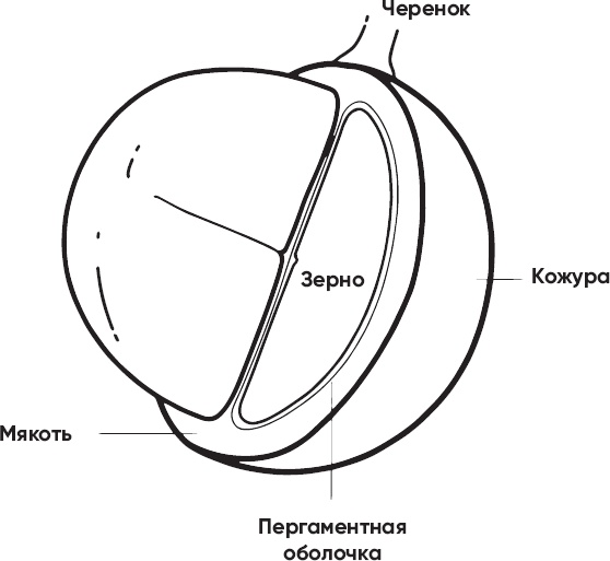 Иллюстрация к книге — Кофеман. Как найти, приготовить и пить свой кофе [_2.jpg]