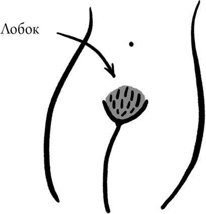 Иллюстрация к книге — Viva la vagina. Хватит замалчивать скрытые возможности органа, который не принято называть [i_003.jpg]