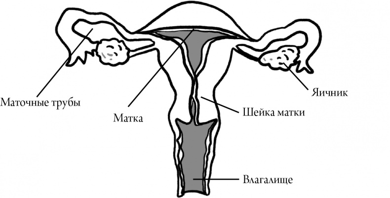 Иллюстрация к книге — Viva la vagina. Хватит замалчивать скрытые возможности органа, который не принято называть [i_007.jpg]