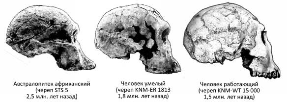 Иллюстрация к книге — Мифы об эволюции человека [i_023.jpg]