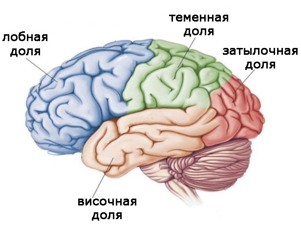 Иллюстрация к книге — Два игрока на одном поле мозга [i_007.jpg]