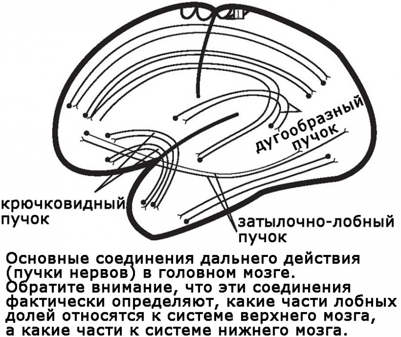 Иллюстрация к книге — Два игрока на одном поле мозга [i_008.jpg]