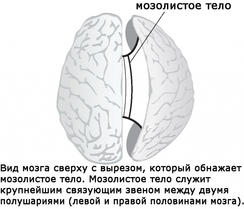 Иллюстрация к книге — Два игрока на одном поле мозга [i_013.jpg]