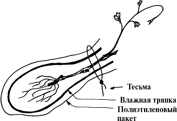 Иллюстрация к книге — Виноград, малина, смородина, крыжовник и другие ягоды [_021.jpg]