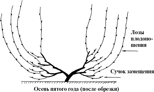 Иллюстрация к книге — Виноград, малина, смородина, крыжовник и другие ягоды [_042.jpg]