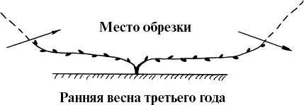 Иллюстрация к книге — Виноград, малина, смородина, крыжовник и другие ягоды [_045_1.jpg]