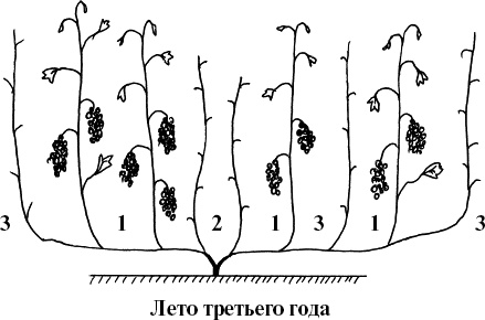Иллюстрация к книге — Виноград, малина, смородина, крыжовник и другие ягоды [_045_2.jpg]