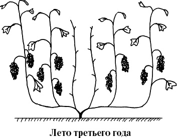 Иллюстрация к книге — Виноград, малина, смородина, крыжовник и другие ягоды [_046_1.jpg]