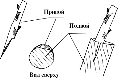 Иллюстрация к книге — Виноград, малина, смородина, крыжовник и другие ягоды [_083_3.jpg]