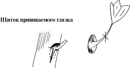Иллюстрация к книге — Виноград, малина, смородина, крыжовник и другие ягоды [_083_4.jpg]
