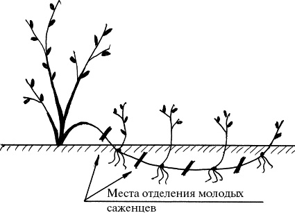 Иллюстрация к книге — Виноград, малина, смородина, крыжовник и другие ягоды [_116.jpg]