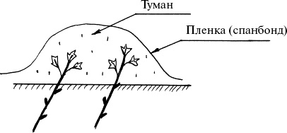 Иллюстрация к книге — Виноград, малина, смородина, крыжовник и другие ягоды [_128_2.jpg]