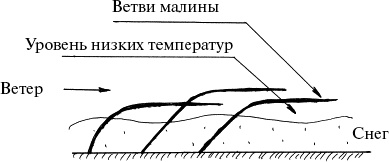 Иллюстрация к книге — Виноград, малина, смородина, крыжовник и другие ягоды [_143.jpg]