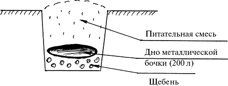 Иллюстрация к книге — Виноград, малина, смородина, крыжовник и другие ягоды [_153.jpg]