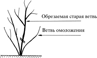 Иллюстрация к книге — Виноград, малина, смородина, крыжовник и другие ягоды [_174.jpg]