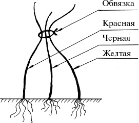 Иллюстрация к книге — Виноград, малина, смородина, крыжовник и другие ягоды [_179.jpg]