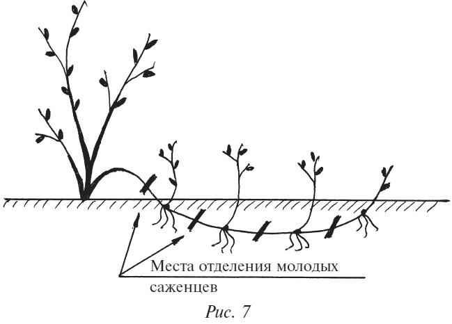 Иллюстрация к книге — Плодовые кусты вашего сада [i_009.jpg]
