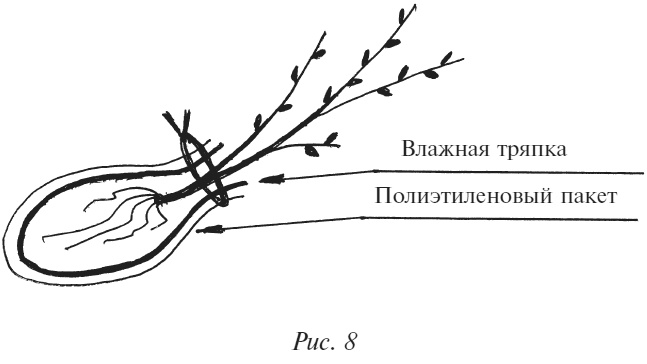 Иллюстрация к книге — Плодовые кусты вашего сада [i_011.jpg]