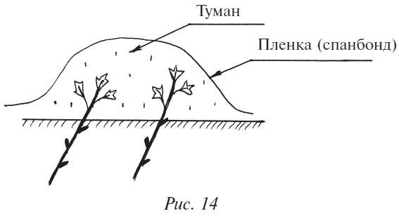 Иллюстрация к книге — Плодовые кусты вашего сада [i_018.jpg]