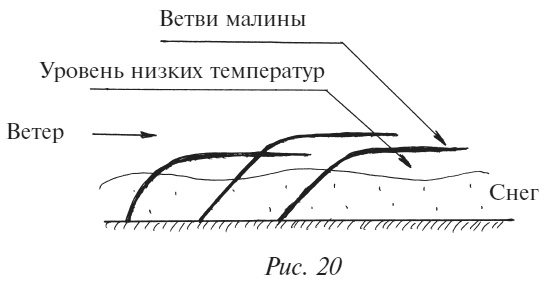 Иллюстрация к книге — Плодовые кусты вашего сада [i_026.jpg]