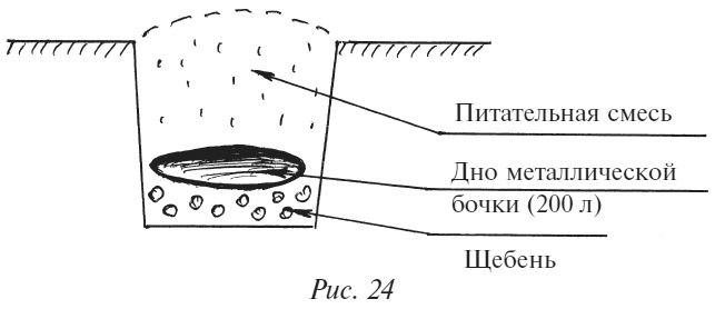 Иллюстрация к книге — Плодовые кусты вашего сада [i_031.jpg]
