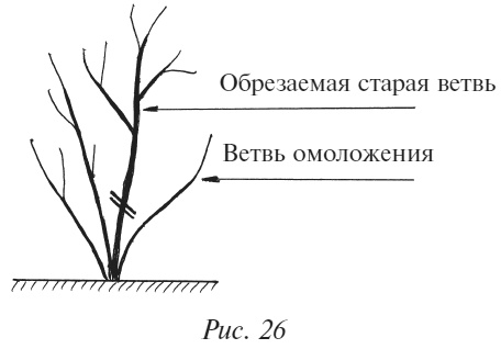 Иллюстрация к книге — Плодовые кусты вашего сада [i_035.jpg]