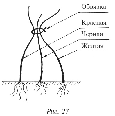 Иллюстрация к книге — Плодовые кусты вашего сада [i_037.jpg]