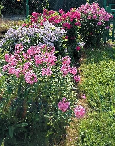 Иллюстрация к книге — Цветы. Лучше, чем у всех. Секреты, хитрости, подсказки умного садовода. Лунный календарь: самый удобный и полезный [autogen_ebook_id116.jpg]