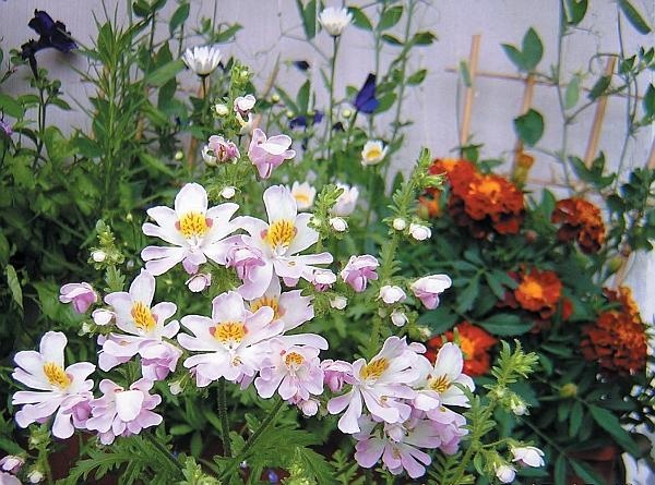 Иллюстрация к книге — Цветы. Лучше, чем у всех. Секреты, хитрости, подсказки умного садовода. Лунный календарь: самый удобный и полезный [autogen_ebook_id117.jpg]