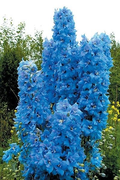 Иллюстрация к книге — Цветы. Лучше, чем у всех. Секреты, хитрости, подсказки умного садовода. Лунный календарь: самый удобный и полезный [autogen_ebook_id118.jpg]